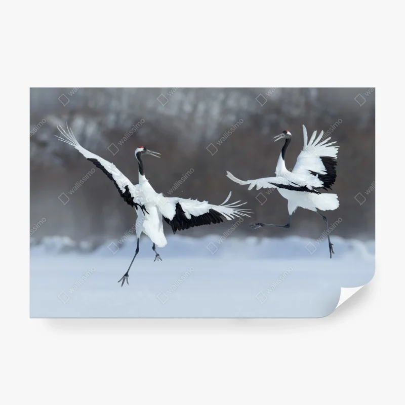 Papier peint danse hivernale des grues à couronne rouge de Hokkaido – Wallnifity® Papier peint danse hivernale des grues à couronne rouge de Hokkaido – Wallnifity®