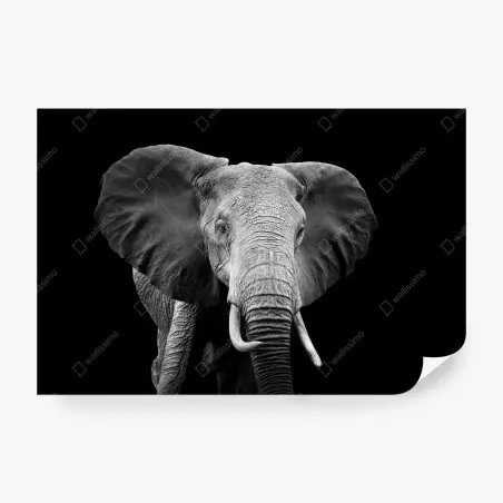 Papier peint portrait d'éléphant en noir et blanc – Wallnifity®
