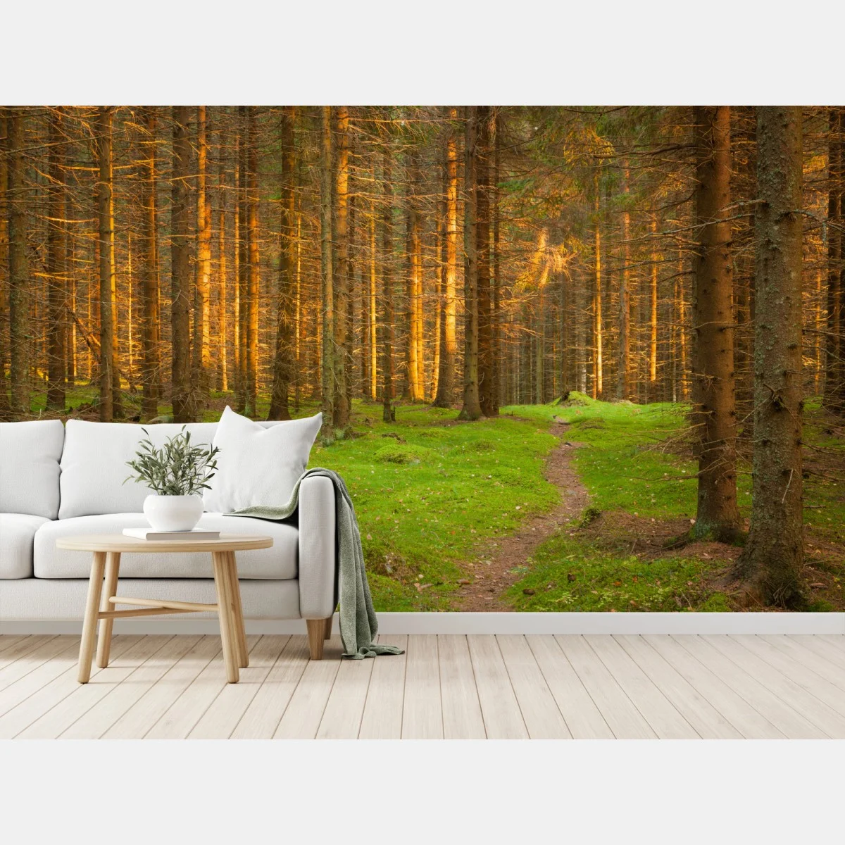 Papier peint lumière dorée dans la forêt de sapins – Wallnifity® Papier peint lumière dorée dans la forêt de sapins – Wallnifity®
