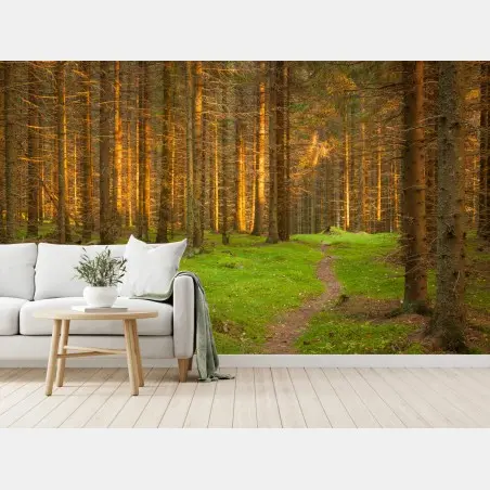 Papier peint lumière dorée dans la forêt de sapins – Wallnifity®