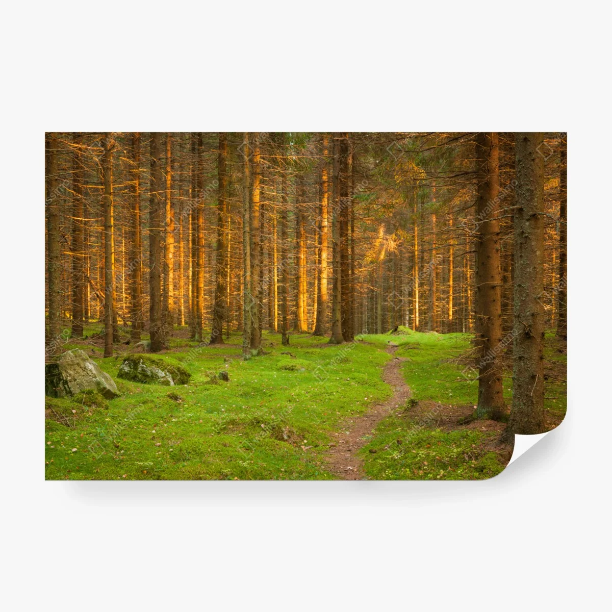 Papier peint lumière dorée dans la forêt de sapins – Wallnifity® Papier peint lumière dorée dans la forêt de sapins – Wallnifity®