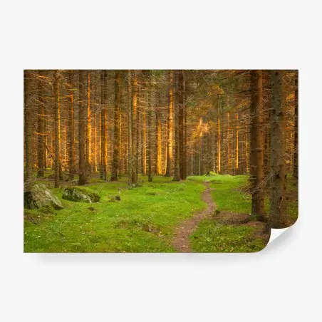 Papier peint lumière dorée dans la forêt de sapins – Wallnifity®