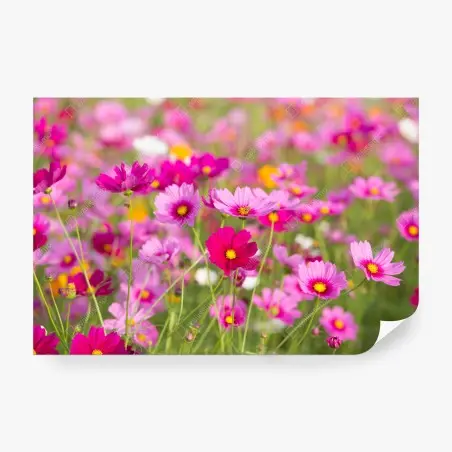 Papier peint champ de cosmos roses en fleurs – Wallnifity®
