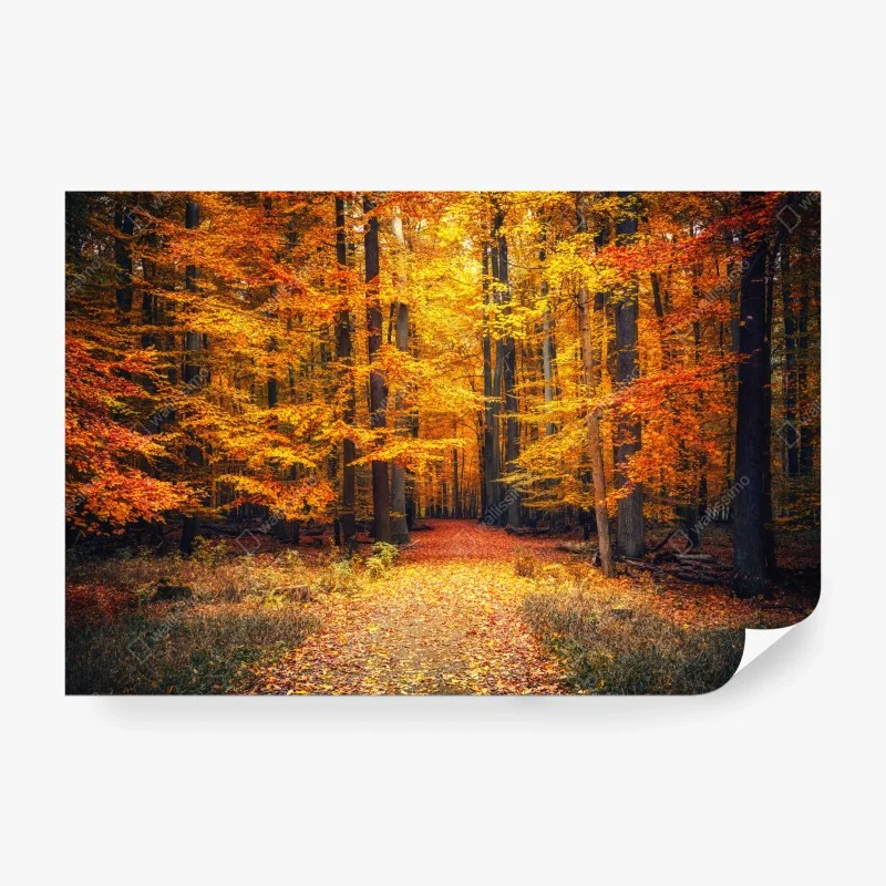 Papier peint forêt d'automne en lumière dorée – Wallnifity®