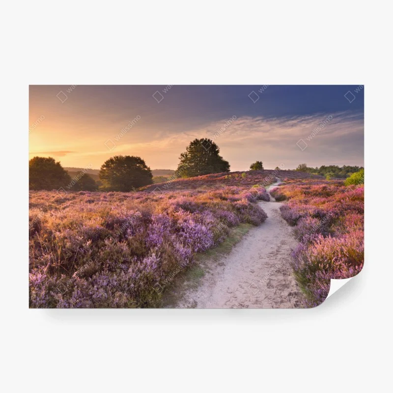 Papier peint sentier entre les bruyères du Posbank au lever du soleil – Wallnifity® Papier peint sentier entre les bruyères du Posbank au lever du soleil – Wallnifity®