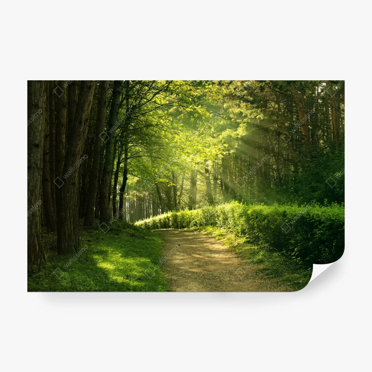 Papier peint sentier en forêt baigné de lumière – Wallnifity® Papier peint sentier en forêt baigné de lumière – Wallnifity®