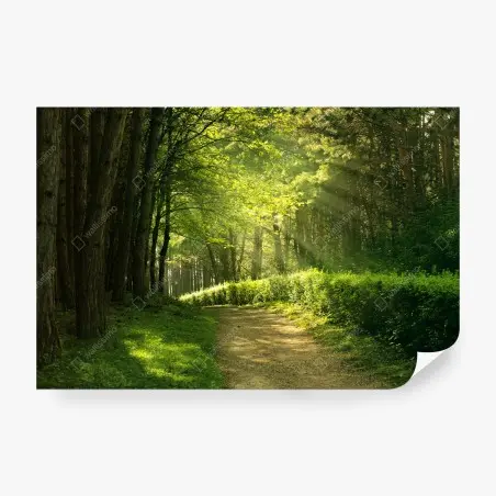 Papier peint sentier en forêt baigné de lumière – Wallnifity®