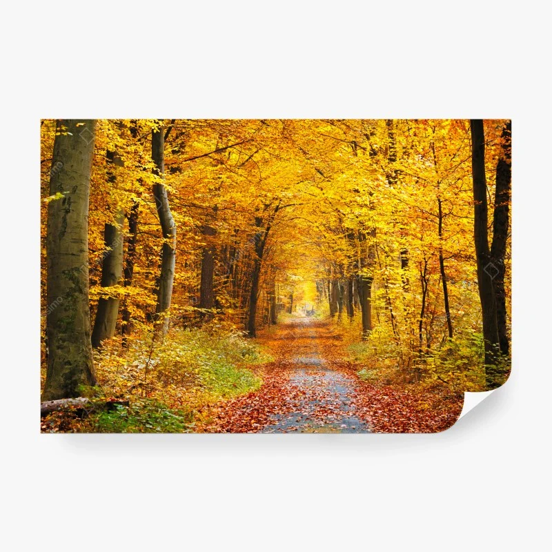 Papier peint chemin d'automne en forêt dorée – Wallnifity®
