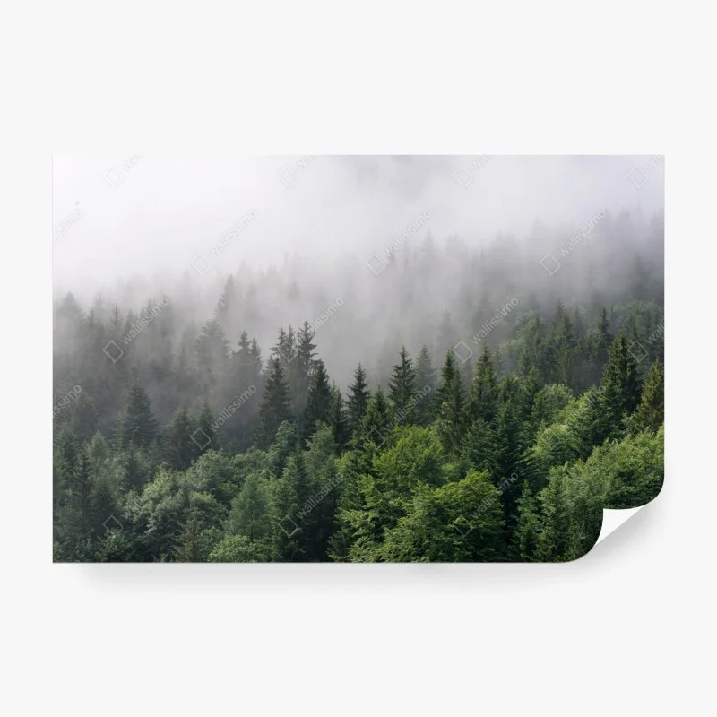 Papier peint brume mystérieuse sur la forêt de conifères – Wallnifity® Papier peint brume mystérieuse sur la forêt de conifères – Wallnifity®