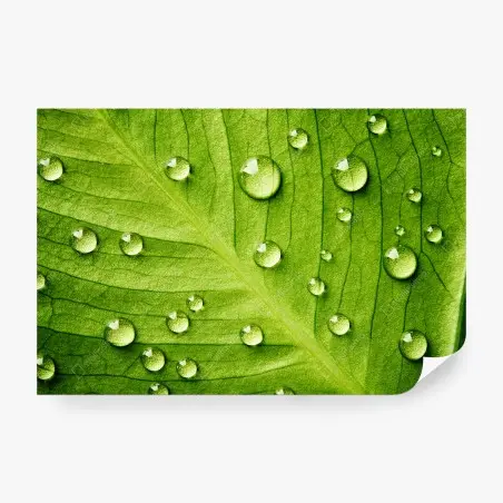 Papier peint gouttes sur feuille verte en gros plan – Wallnifity®