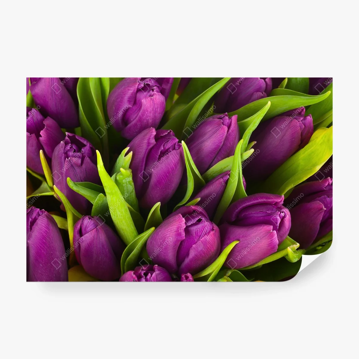 Papier peint bouquet de tulipes violettes en gros plan – Wallnifity® Papier peint bouquet de tulipes violettes en gros plan – Wallnifity®