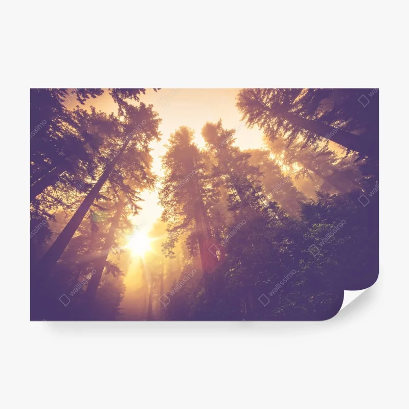 Papier peint forêt brumeuse aux rayons dorés – Wallnifity® Papier peint forêt brumeuse aux rayons dorés – Wallnifity®