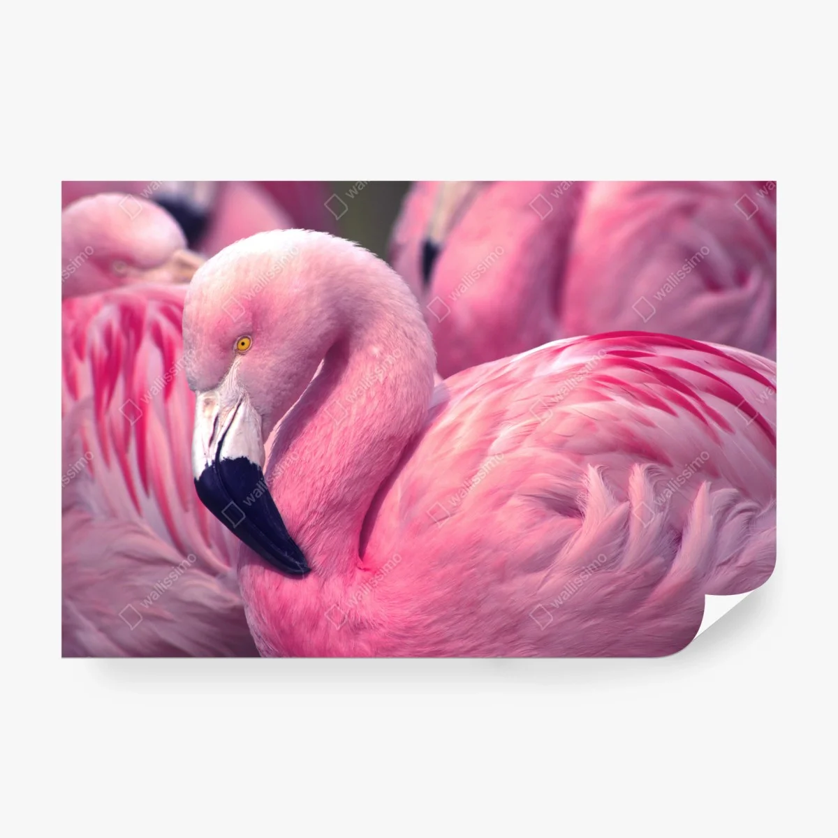 Papier peint élégant flamant rose au plumage vibrant – Wallnifity®
