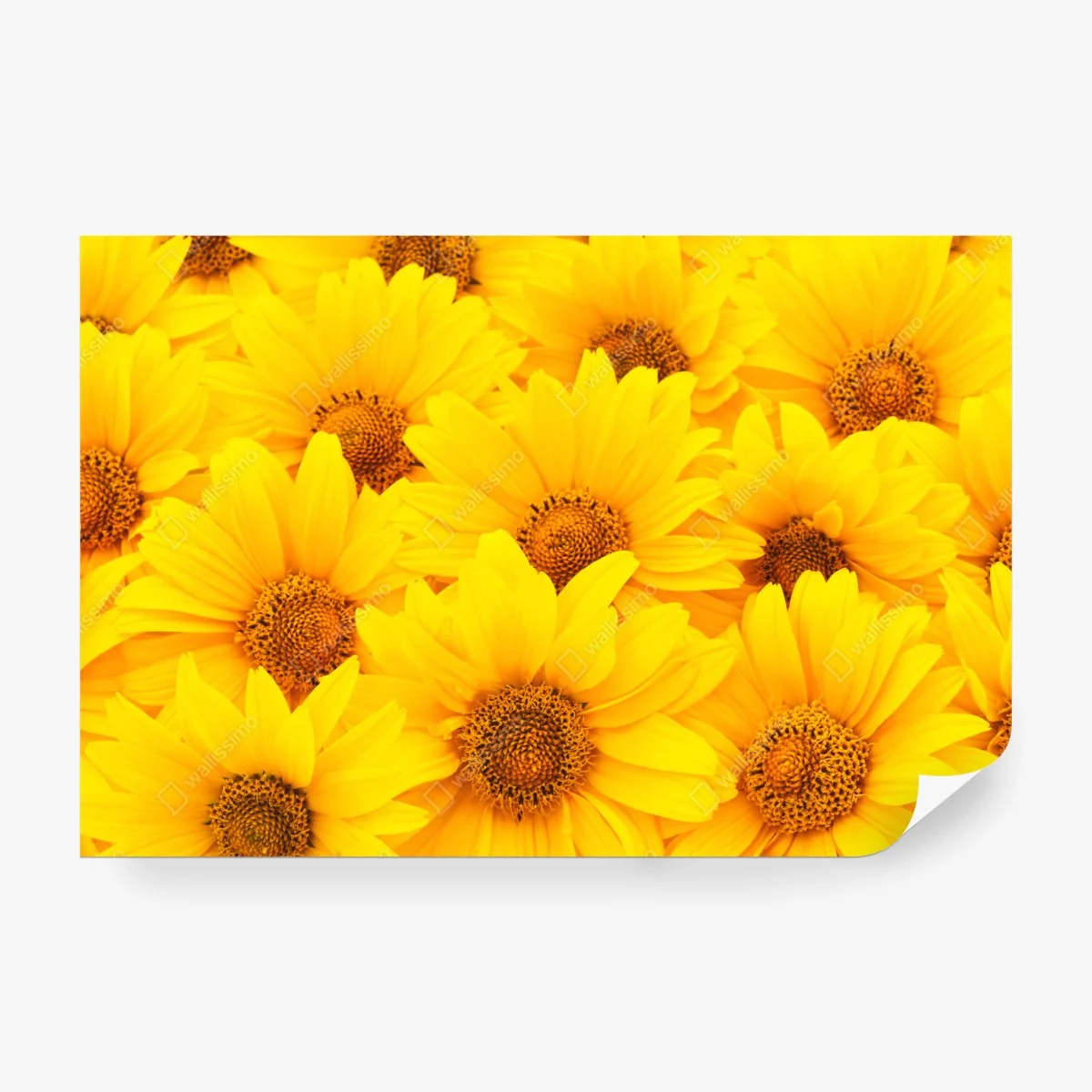Papier peint éclat de tournesols jaunes – Wallnifity® Papier peint éclat de tournesols jaunes – Wallnifity®