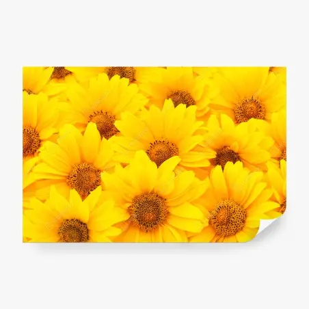 Papier peint éclat de tournesols jaunes – Wallnifity®
