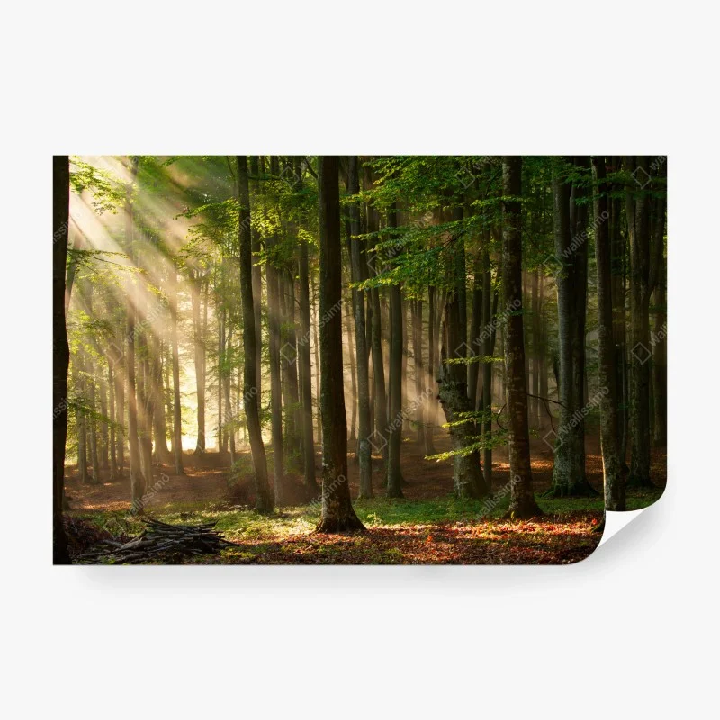 Papier peint forêt enchantée au lever du soleil – Wallnifity®