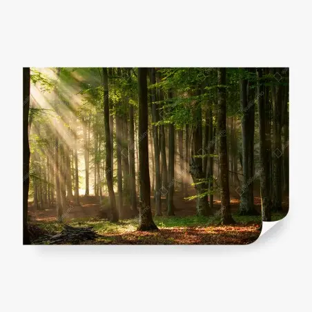 Papier peint forêt enchantée au lever du soleil – Wallnifity®