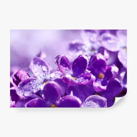 Papier peint lilas en rosée matinale – Wallnifity®