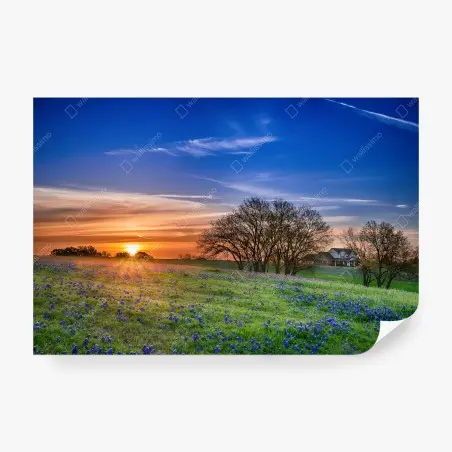 Papier peint champ de bluebonnets du Texas au lever du soleil – Wallnifity®