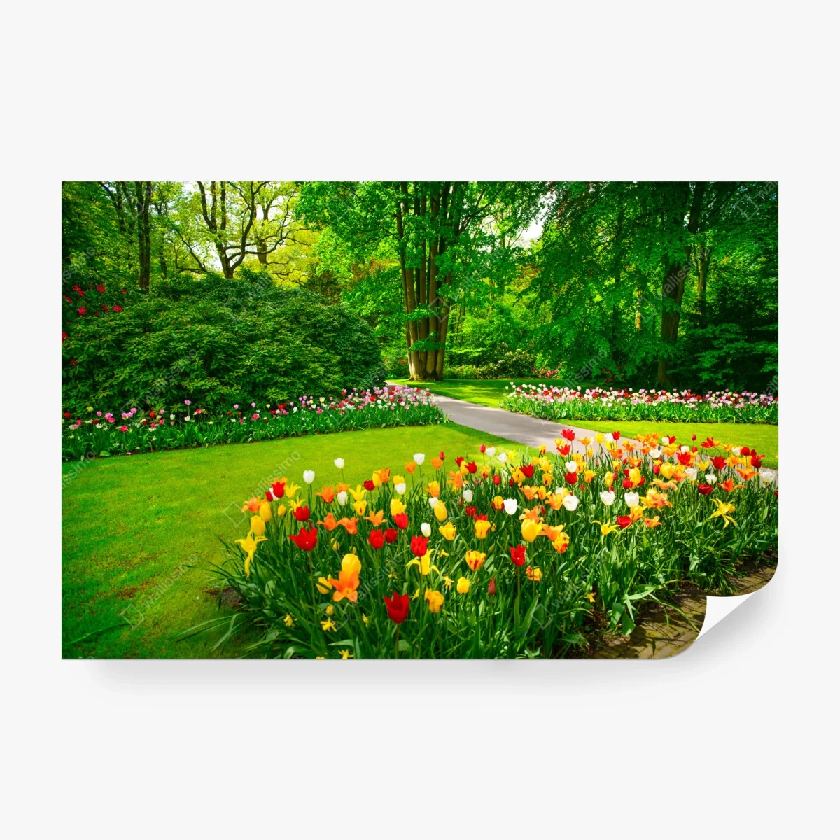 Papier peint jardin de Keukenhof en fleurs – Wallnifity® Papier peint jardin de Keukenhof en fleurs – Wallnifity®