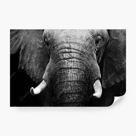 Papier peint portrait d'éléphant en noir et blanc – Wallnifity®