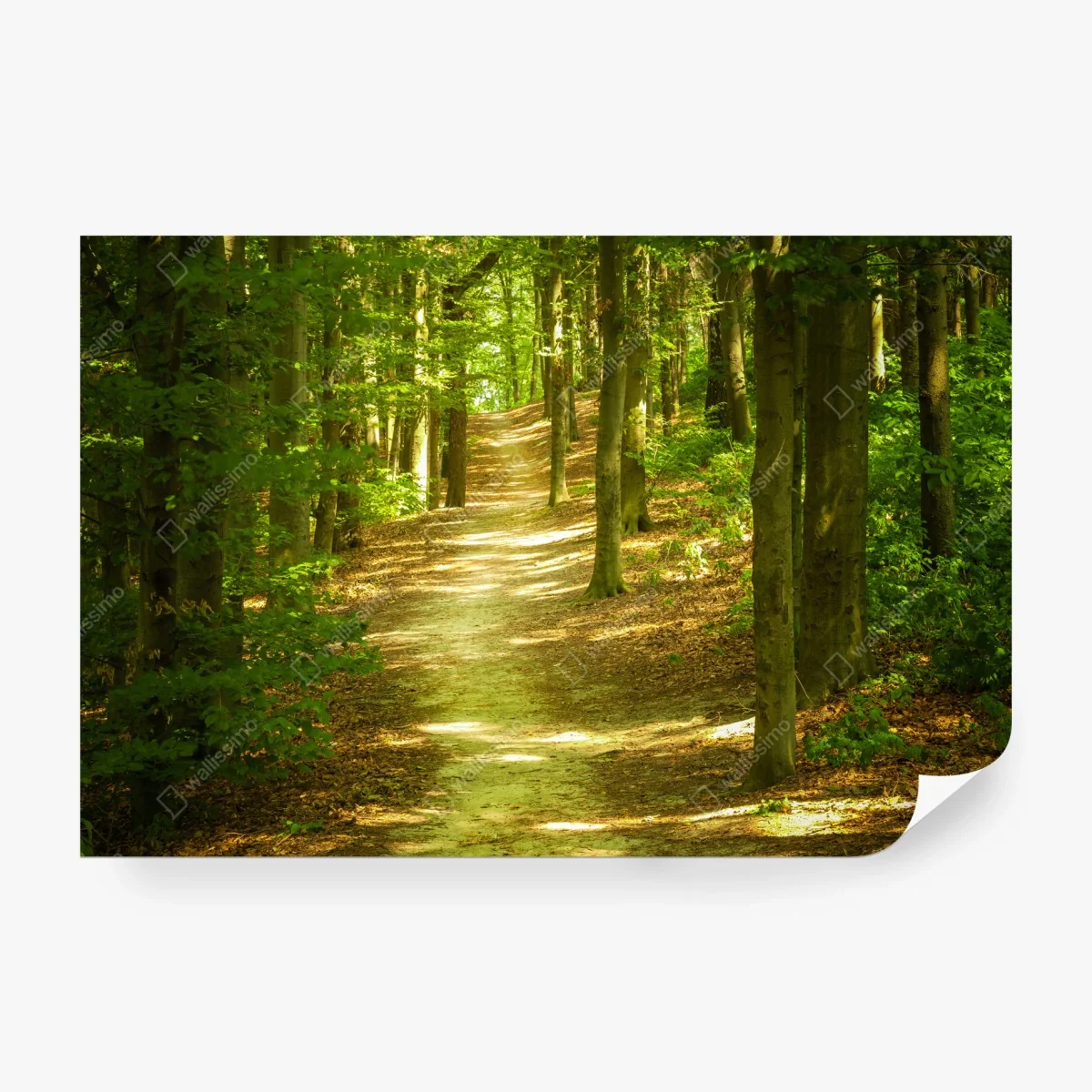 Papier peint sentier en forêt baigné de lumière – Wallnifity® Papier peint sentier en forêt baigné de lumière – Wallnifity®