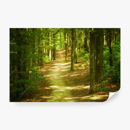 Papier peint sentier en forêt baigné de lumière – Wallnifity®
