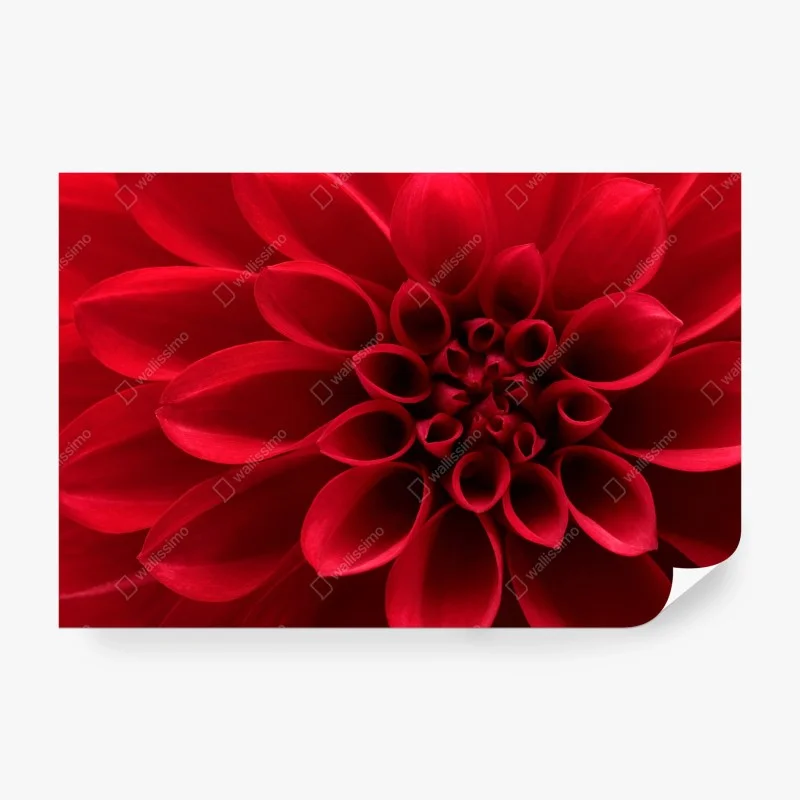 Papier peint élégance du dahlia rouge – Wallnifity®