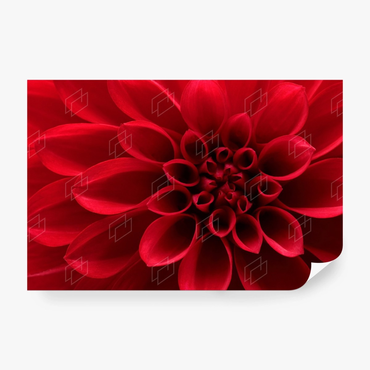 Papier peint élégance du dahlia rouge – Wallnifity®