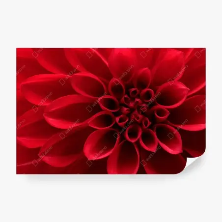 Papier peint élégance du dahlia rouge – Wallnifity®