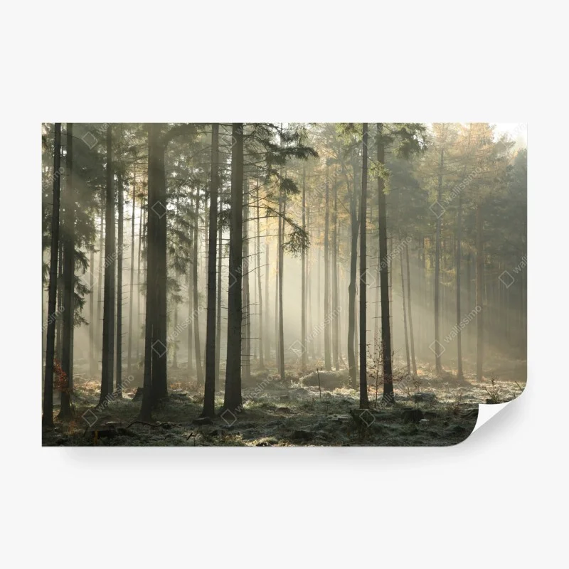 Papier peint forêt brumeuse et lumière matinale – Wallnifity® Papier peint forêt brumeuse et lumière matinale – Wallnifity®