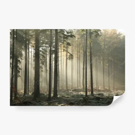 Papier peint forêt brumeuse et lumière matinale – Wallnifity®