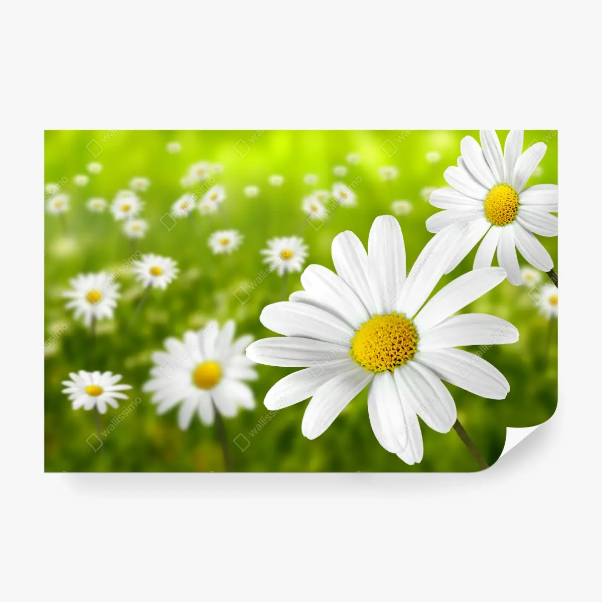 Papier peint champ de marguerites ensoleillé – Wallnifity®