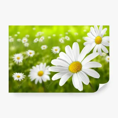 Papier peint champ de marguerites ensoleillé – Wallnifity®