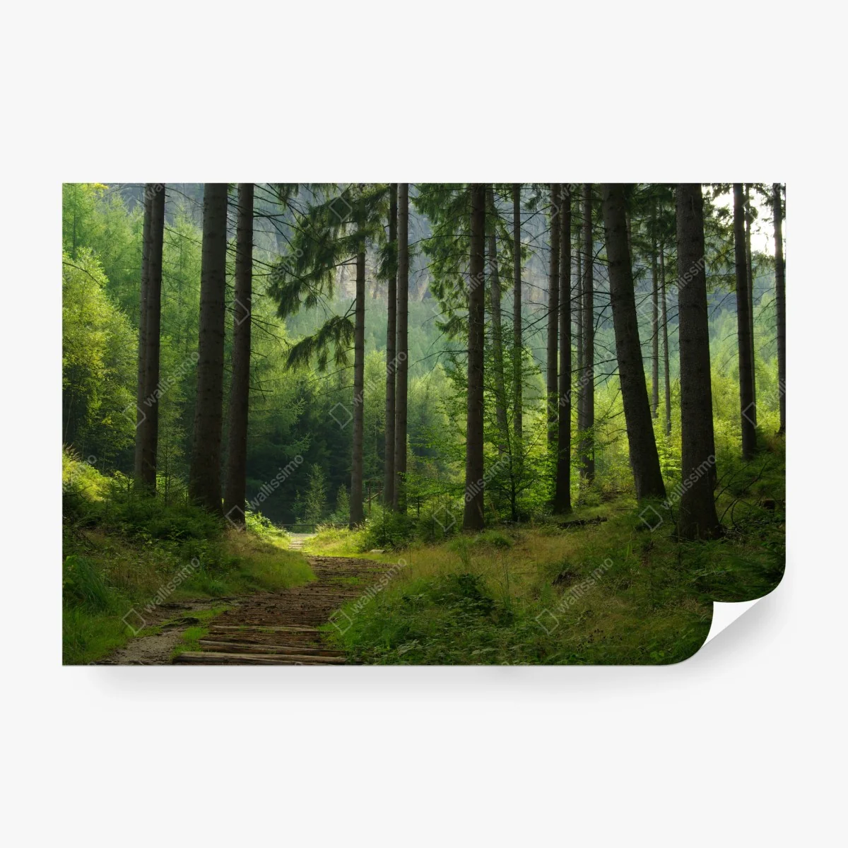 Papier peint sentier forestier au coeur des sapins – Wallnifity® Papier peint sentier forestier au coeur des sapins – Wallnifity®