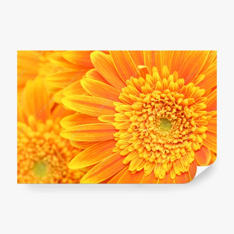 Papier peint gros plan gérbera orange éclatant – Wallnifity® Papier peint gros plan gérbera orange éclatant – Wallnifity®
