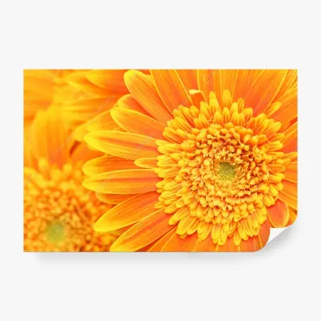 Papier peint gros plan gérbera orange éclatant – Wallnifity®