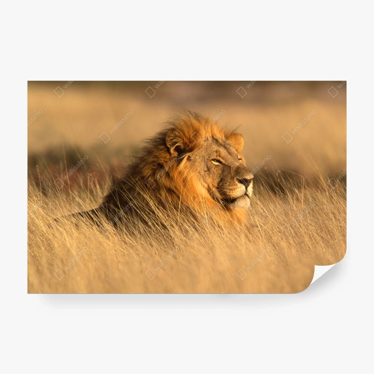 Papier peint regard du roi de la savane – Wallnifity® Papier peint regard du roi de la savane – Wallnifity®