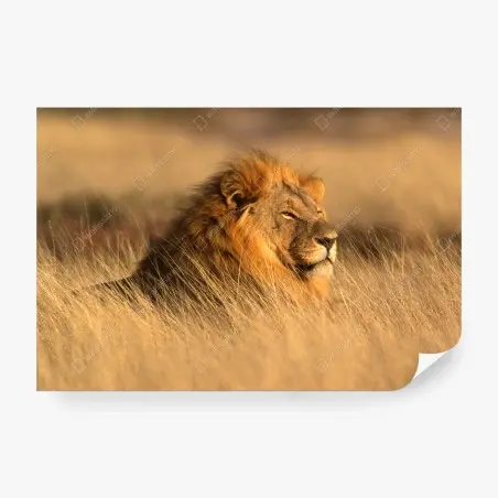 Papier peint regard du roi de la savane – Wallnifity®