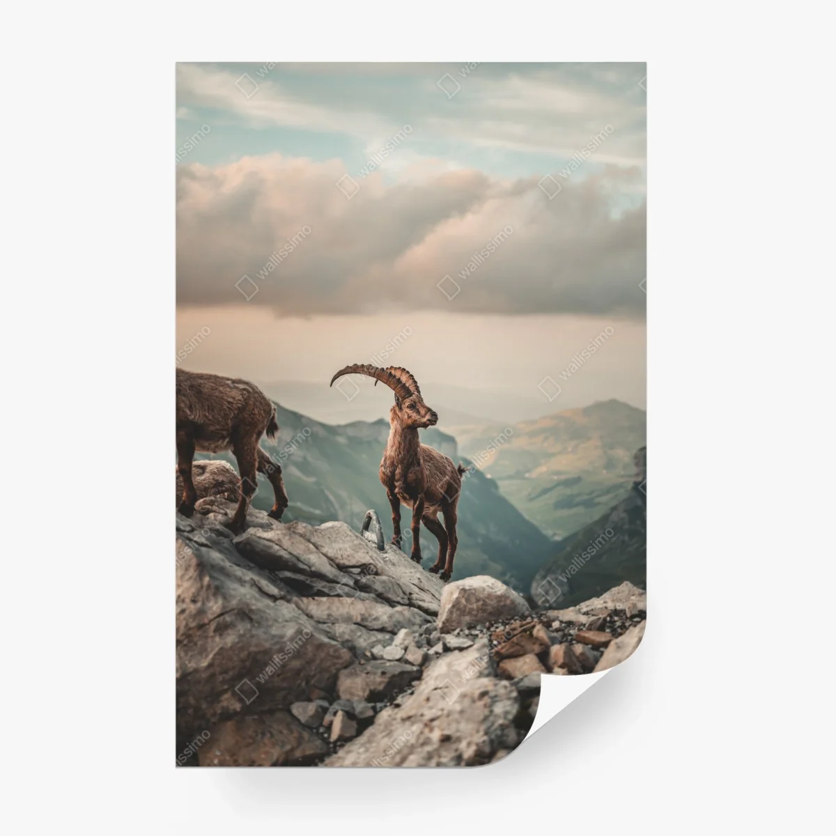 Papier peint majesté du bouquetin alpin – Wallnifity®