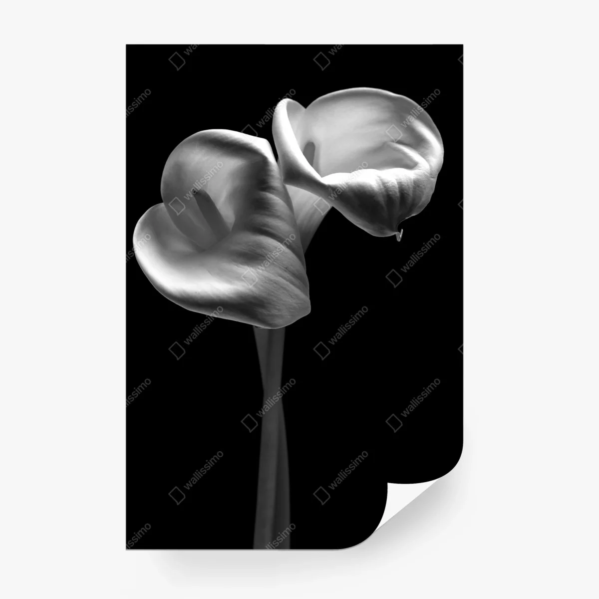 Papier peint danse élégante d'arums en noir et blanc – Wallnifity®