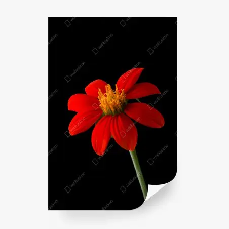 Papier peint éclat rouge : fleur tropicale sur fond noir – Wallnifity®