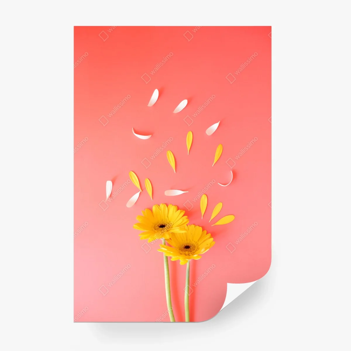 Papier peint double gerbera jaune sur fond corail – Wallnifity® Papier peint double gerbera jaune sur fond corail – Wallnifity®