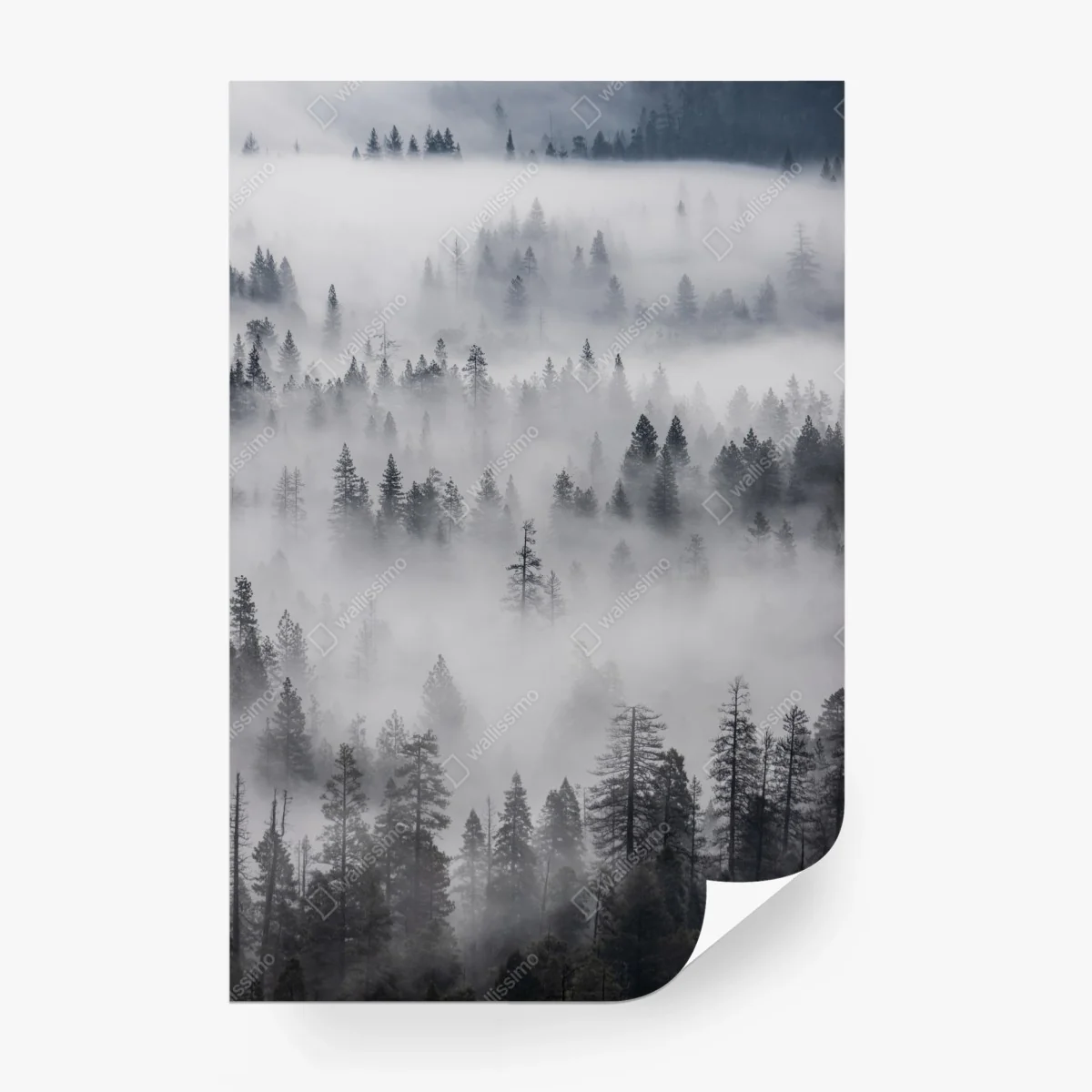Papier peint forêt de pins enveloppée de brume – Wallnifity® Papier peint forêt de pins enveloppée de brume – Wallnifity®