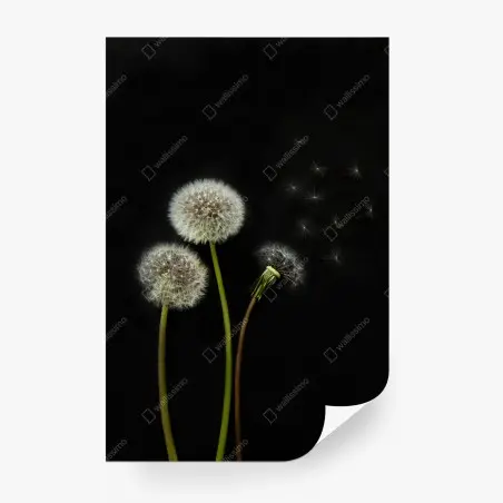 Papier peint sérénité de pissenlits sur fond noir – Wallnifity®