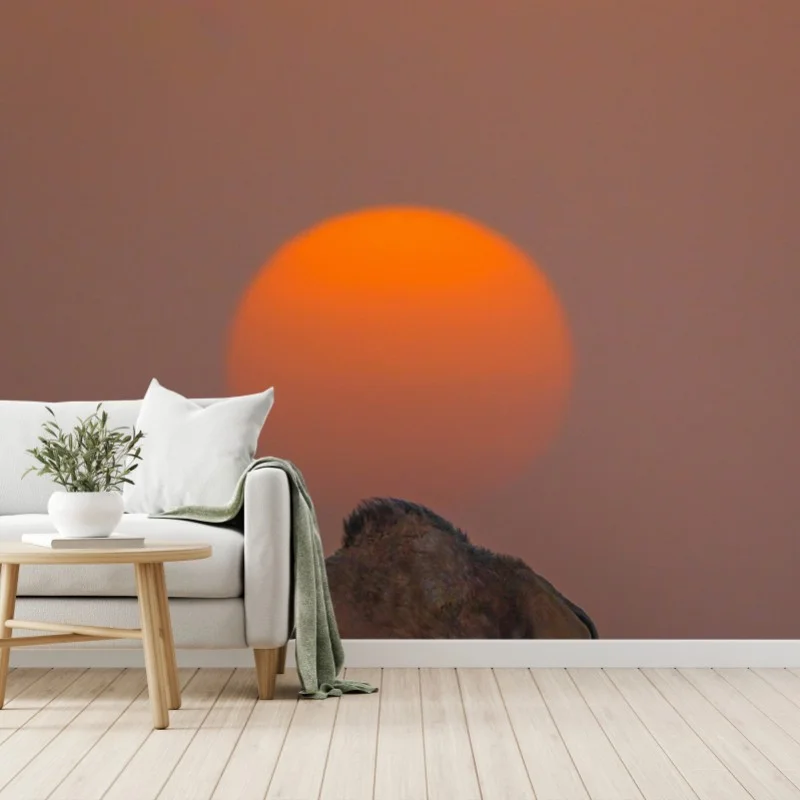 Papier peint silhouette d'un dromadaire au coucher de soleil – Wallnifity® Papier peint silhouette d'un dromadaire au coucher de soleil – Wallnifity®
