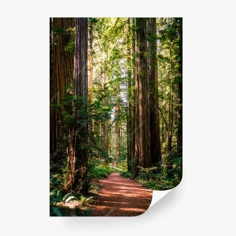 Papier peint sentier serein parmi les séquoias géants – Wallnifity® Papier peint sentier serein parmi les séquoias géants – Wallnifity®
