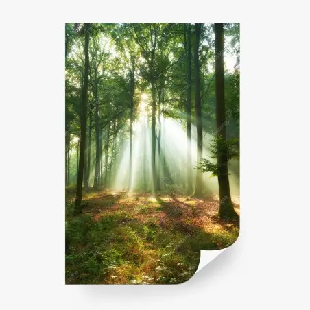 Papier peint lumière matinale dans la forêt – Wallnifity®