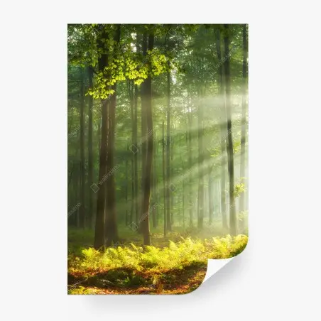 Papier peint matin d'automne en forêt ancienne – Wallnifity®
