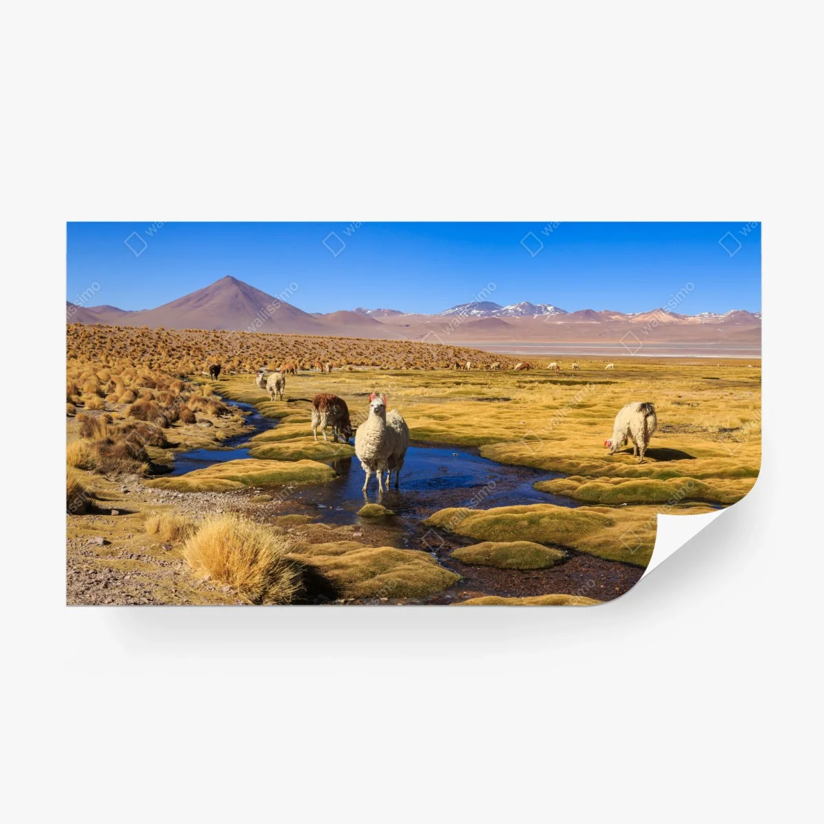 Papier peint calme andin : lamas sur l'altiplano des Andes – Wallnifity®